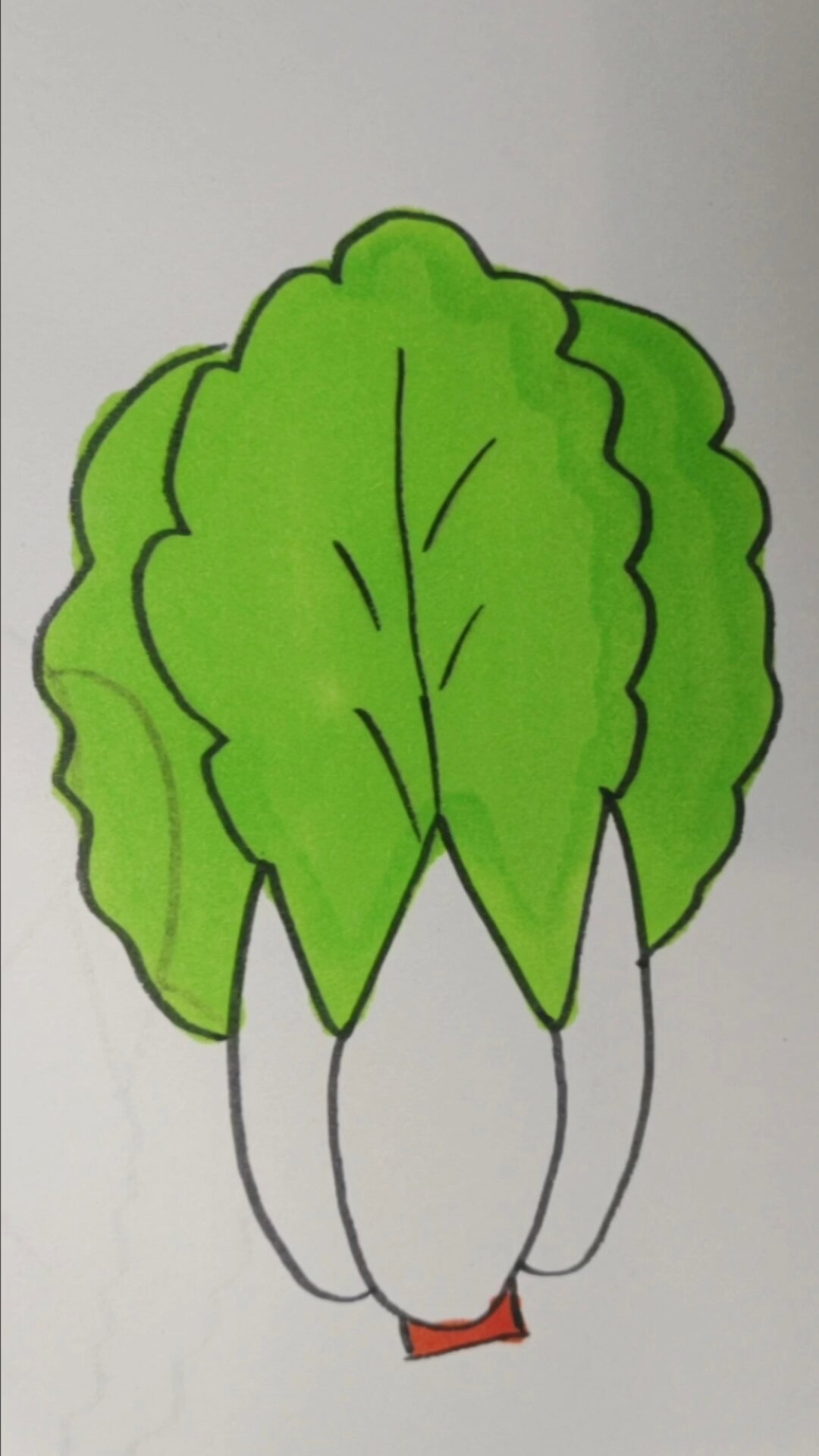 简笔画~大白菜