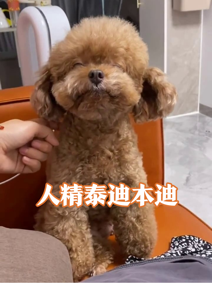 成精泰迪的表情包日常:摸下巴端庄,戳鼻子撒娇