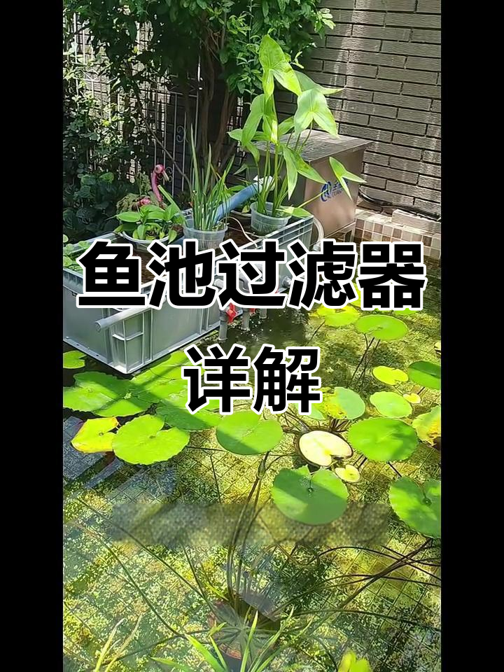 鱼池过滤系统揭秘：不锈钢与沼泽植物配合使用