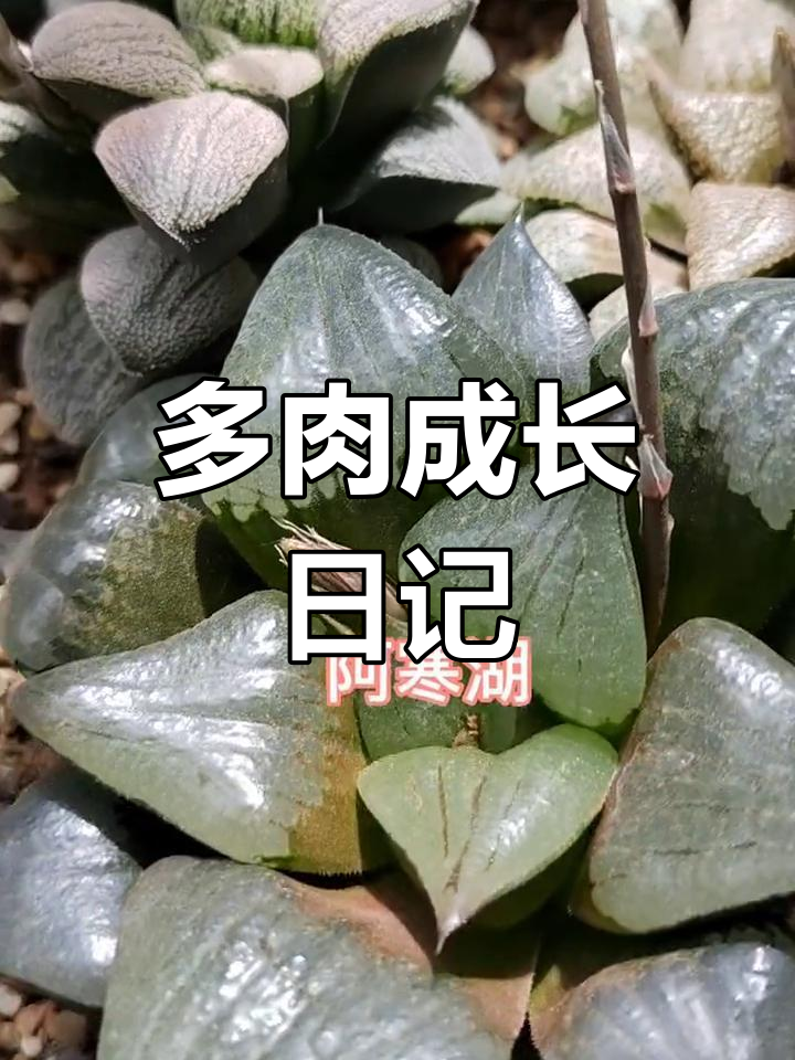 2021年5月多肉种植记录:从幼苗到开花爆仔