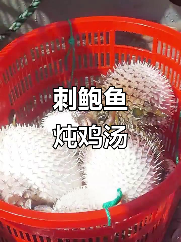 西沙群岛的刺鲍鱼,鲜美无比!搭配老母鸡煲汤,滋补又美味