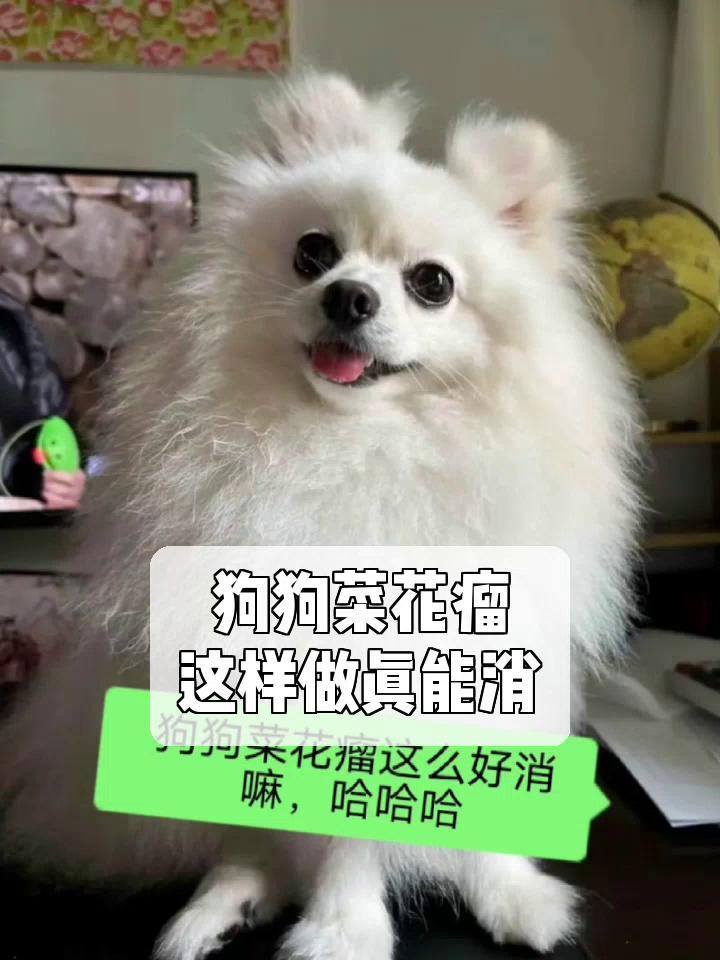 狗狗菜花瘤,这样做真能消!