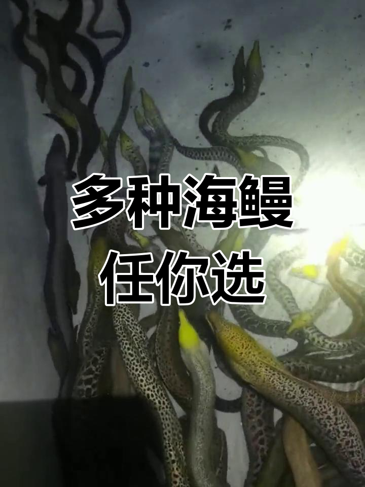 海鳗迷路?各种尺寸都能养,绿头豹纹都有!