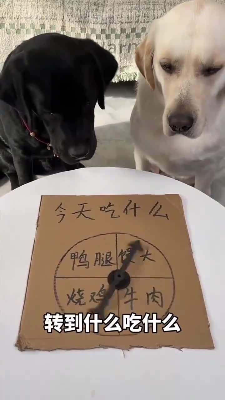 狗:我不服我命由我不由天