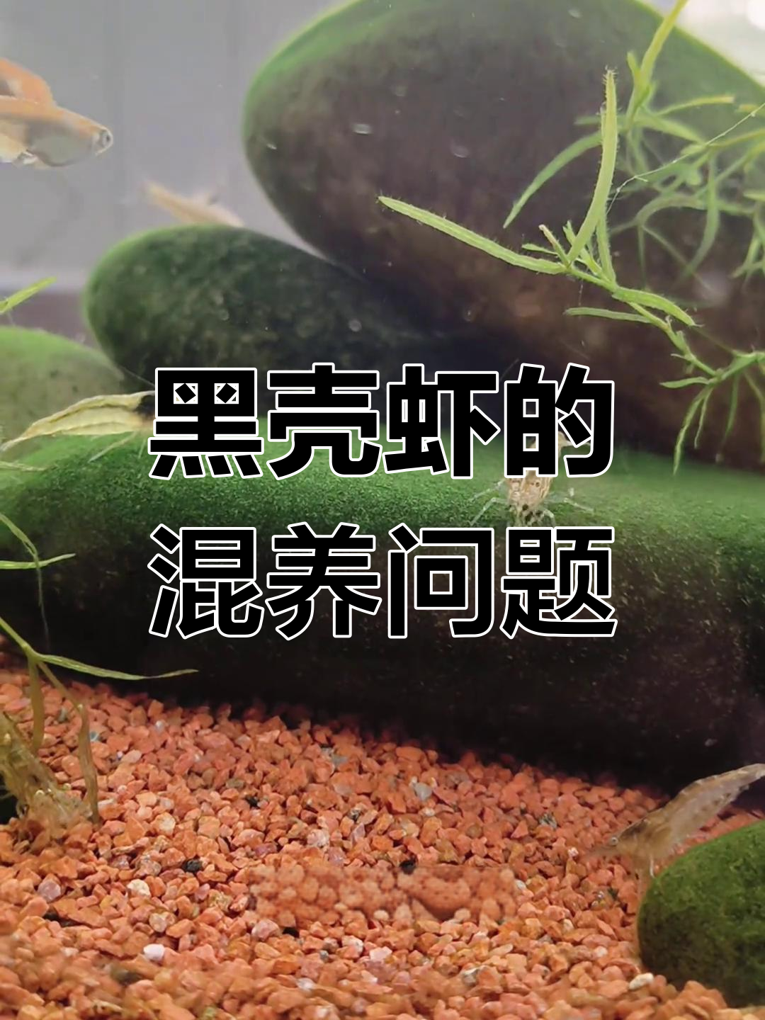 黑壳虾混养技巧:鱼与米虾的选择