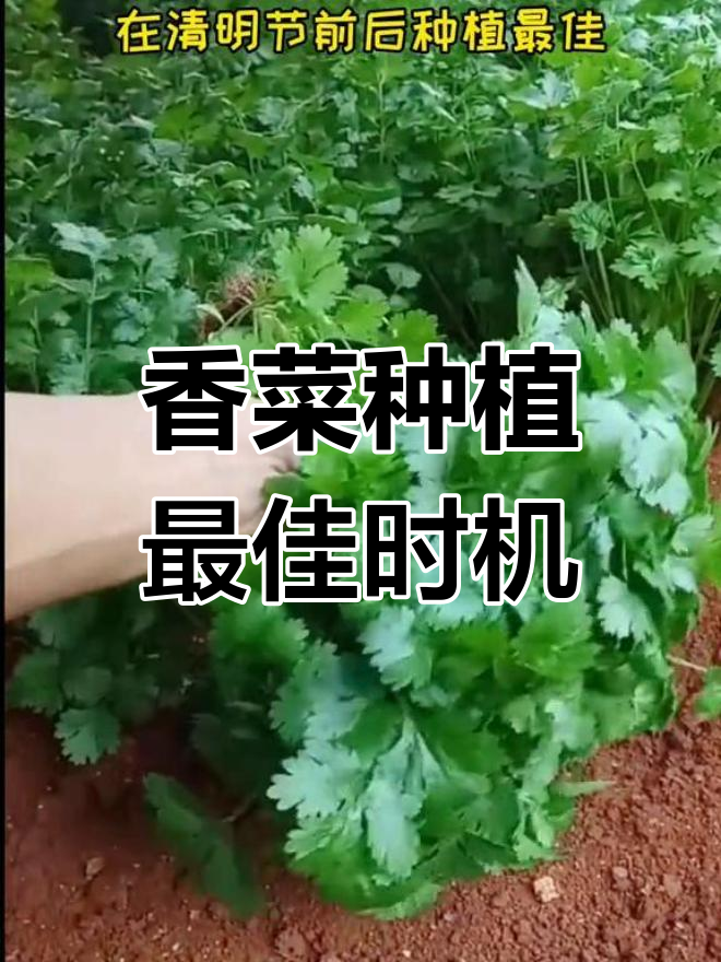 香菜发芽与温度的关系
