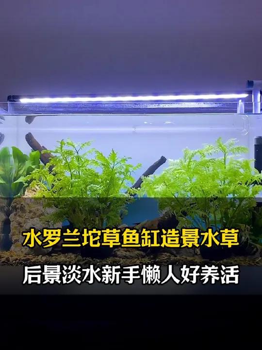 这个能净化水质的鱼缸净水器就太神奇了 鱼缸里的大自然 新手养鱼 水草造景 观赏景 水罗兰水