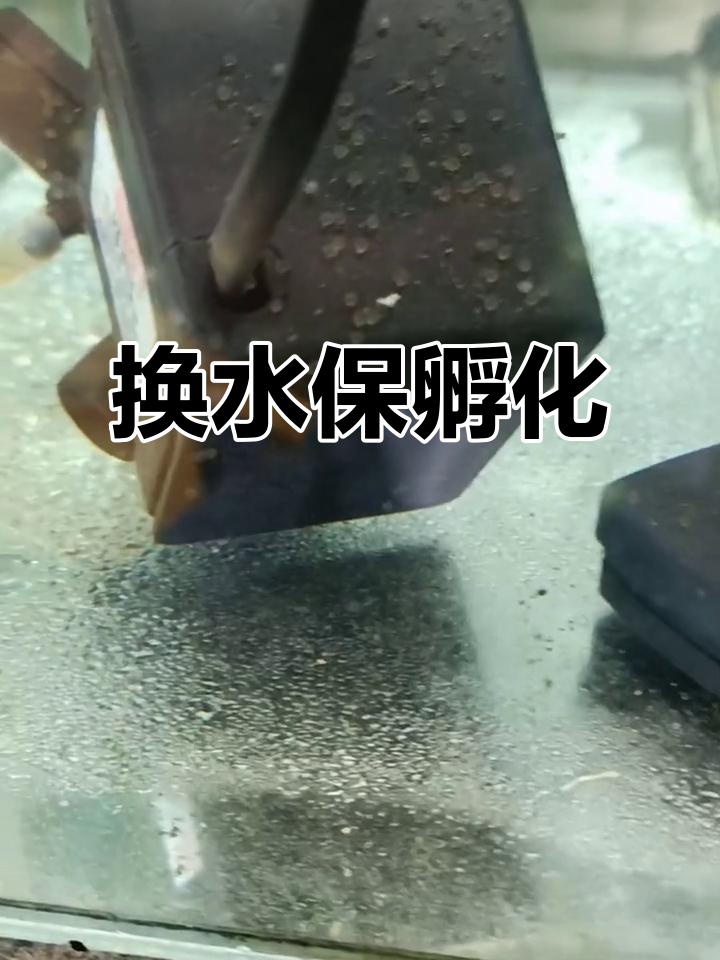 冷水鱼产卵后,及时换水避免水质恶化,帮助孵化成功!