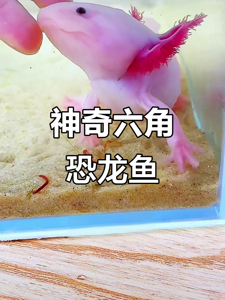 六角恐龙鱼:超萌观赏宠物,自愈能力惊人
