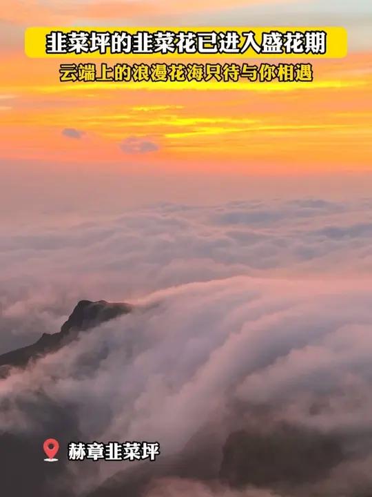 贵州赫章韭菜坪的韭菜花已经进入盛花期了，此时不去更待何时