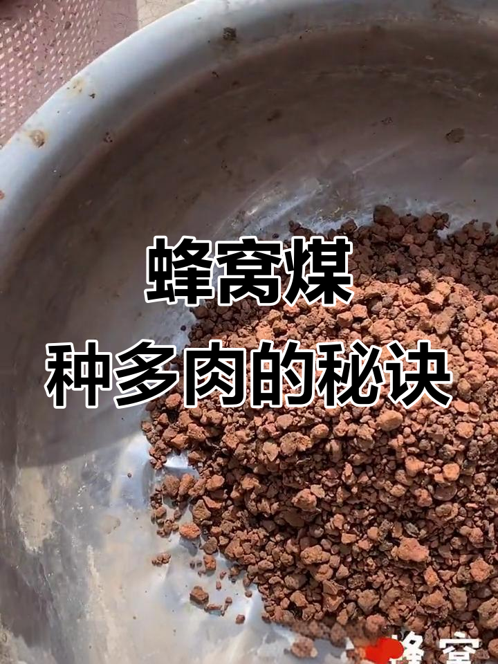用蜂窝煤和麦饭蛋做多肉植物,简单又有趣!
