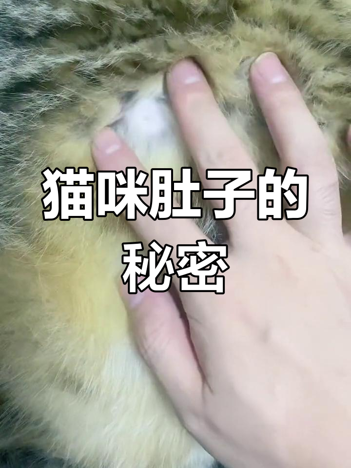 猫咪肚子上的小肉球,让不少铲屎官吓了一跳!