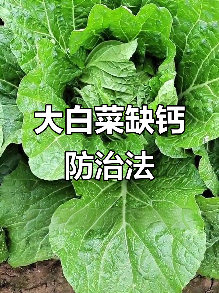 白菜干烧心?提前补钙有妙招
