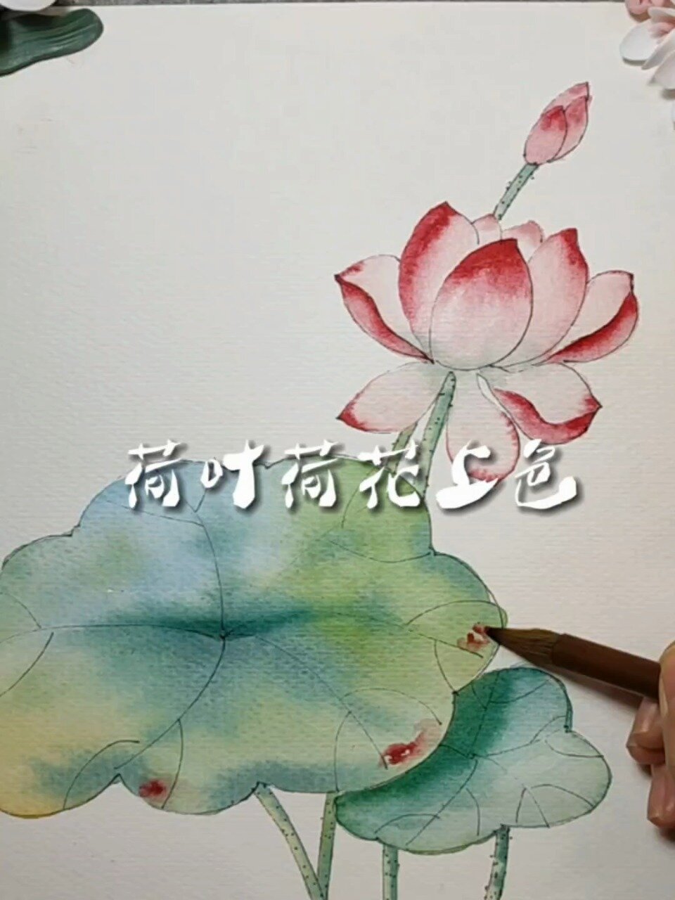 荷叶荷花上色教程