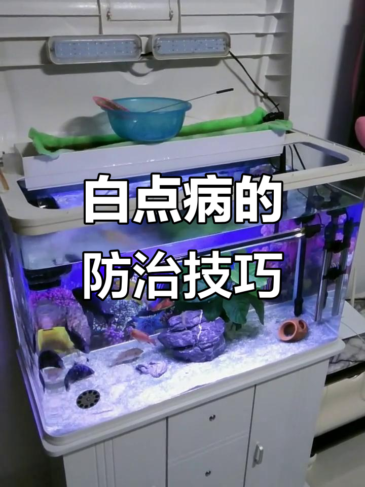 鱼白点病爆发原因与治疗方法全解析