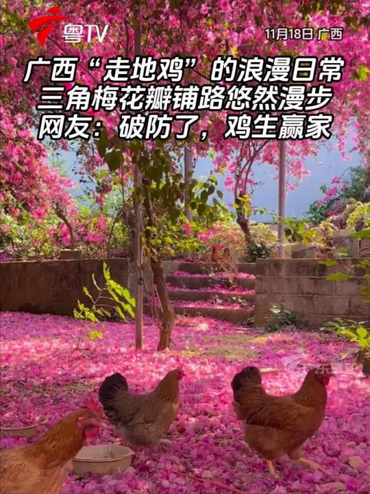 11月18日，网友分享属于广西“走地鸡”的浪漫日常，在三角梅花瓣铺满的小路上悠然漫步