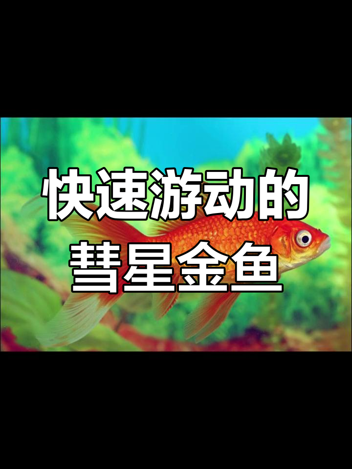 彗星金鱼:美国人培育的美丽品种