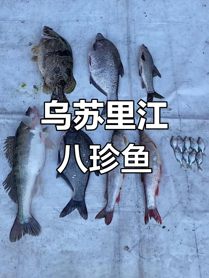 黑龙江乌苏里江八大名贵鱼种,纯野生冷水鱼之王揭秘