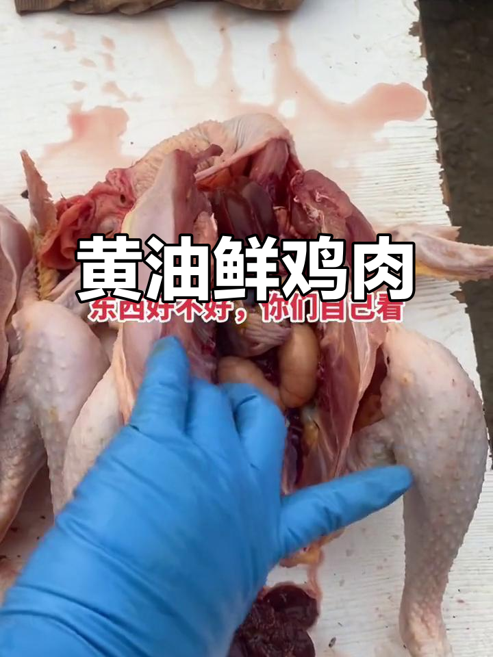 农村散养土鸡,黄油新鲜现杀,黄腿小公鸡等你来尝