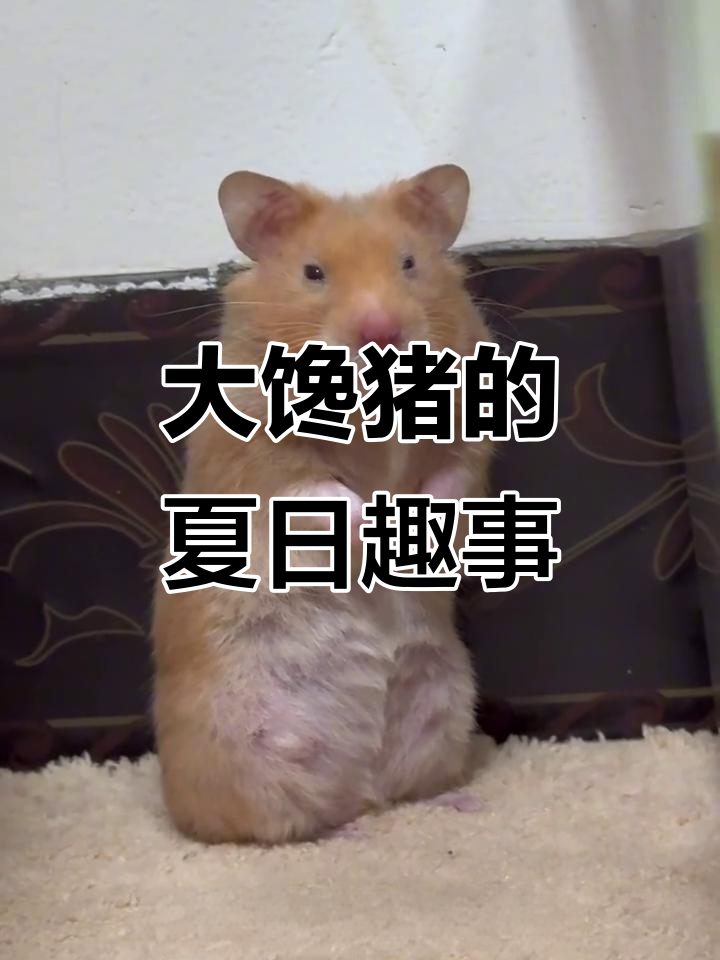 肉肉的搞笑日常,吃桃被抢萌态十足