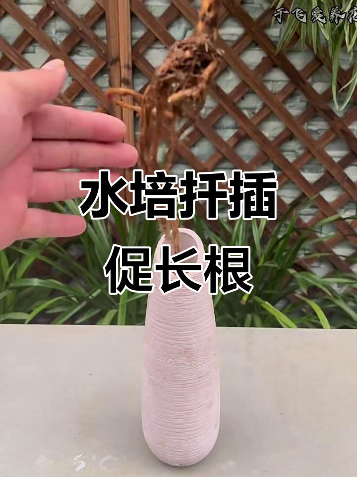 鸭掌木枝条水培扦插法,快速生根又简单