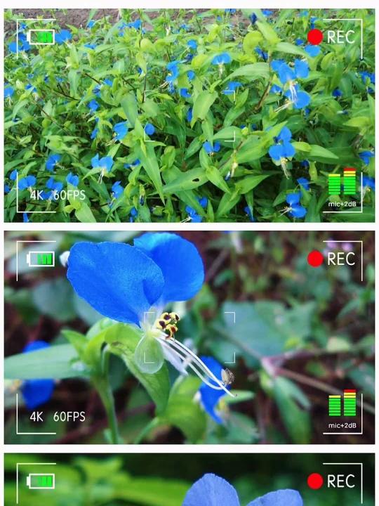 魅力中草药每日一药之鸭跖草,全景展示药材从田间到药房的生命历程!药为医之魂,药材好、药才好