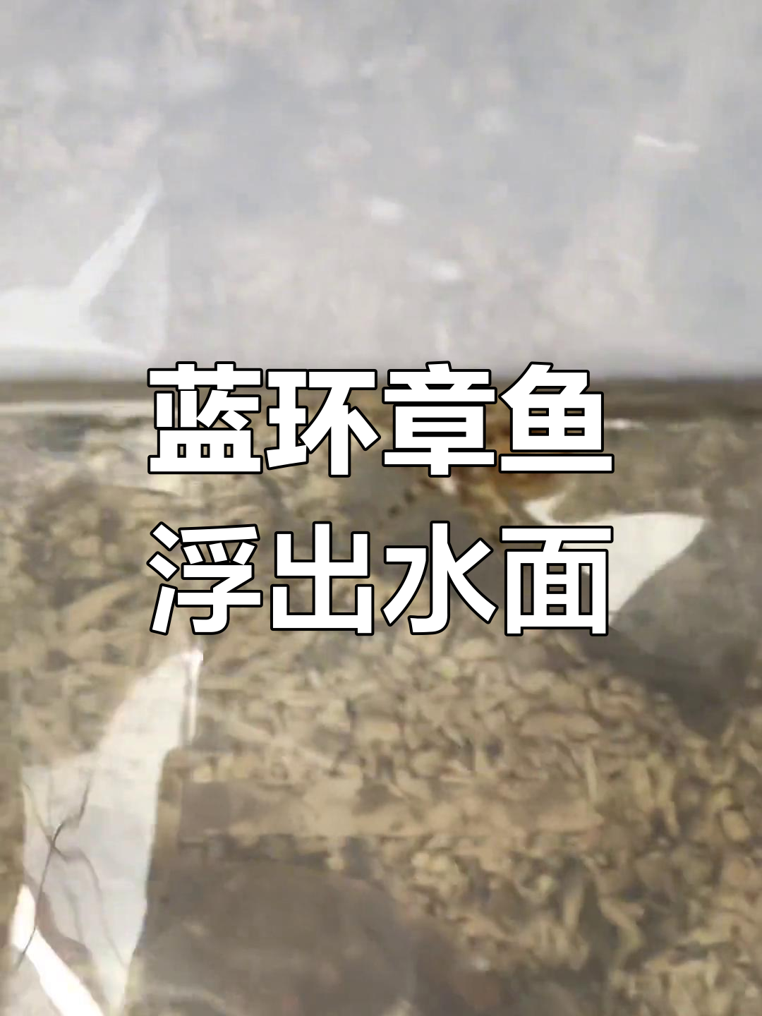 蓝环章鱼意外现身,竟然自己爬出水面晒太阳