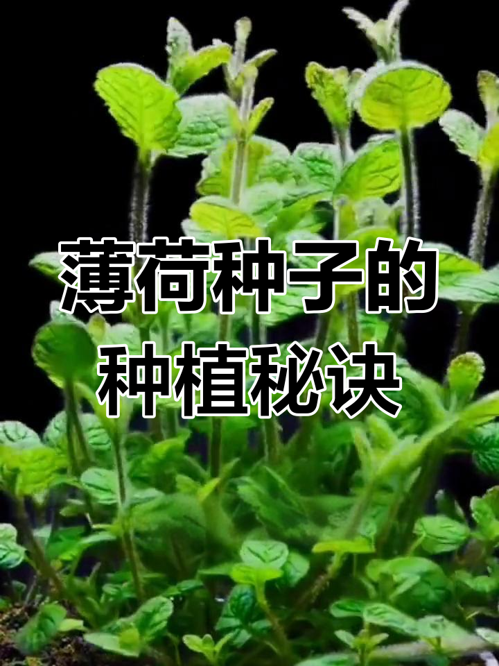 薄荷种子种植小技巧,轻松掌握