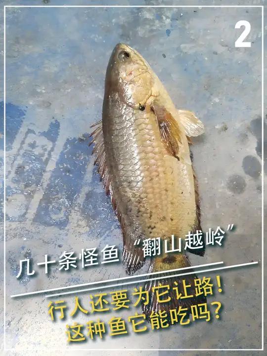 几十条怪鱼“翻山越岭”,行人还要为它让路!这种鱼它能吃吗?