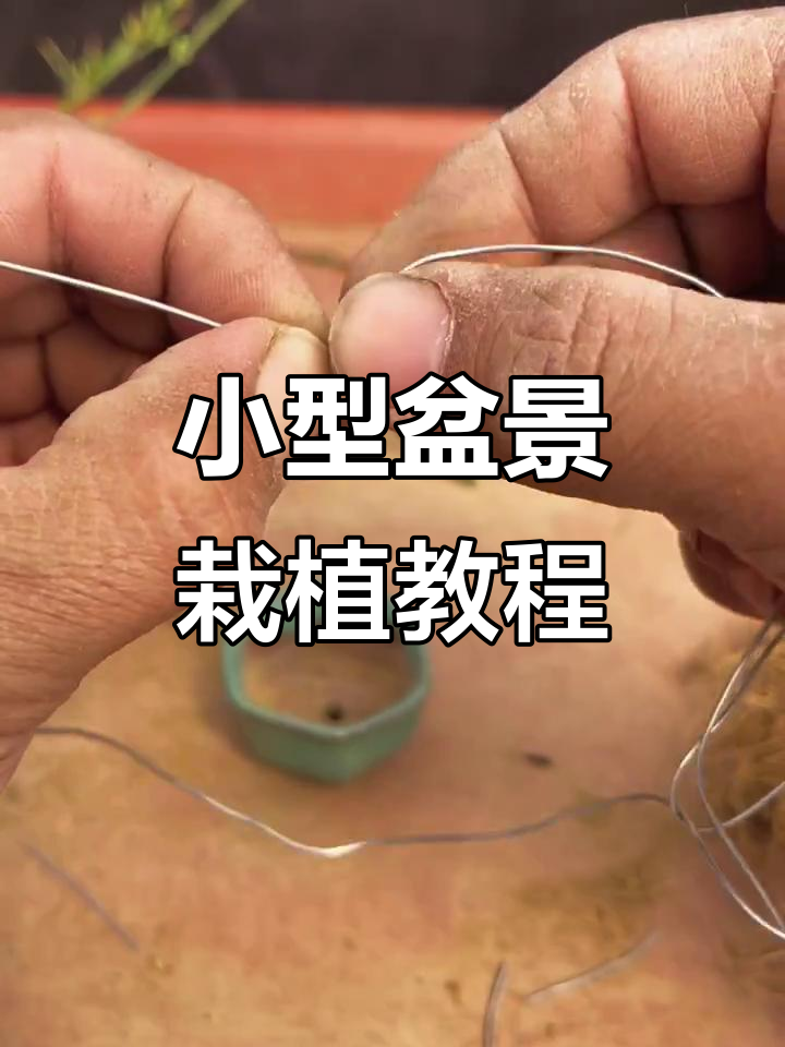 微型盆景种植技巧：如何用赤鱼土固定桩子与根系