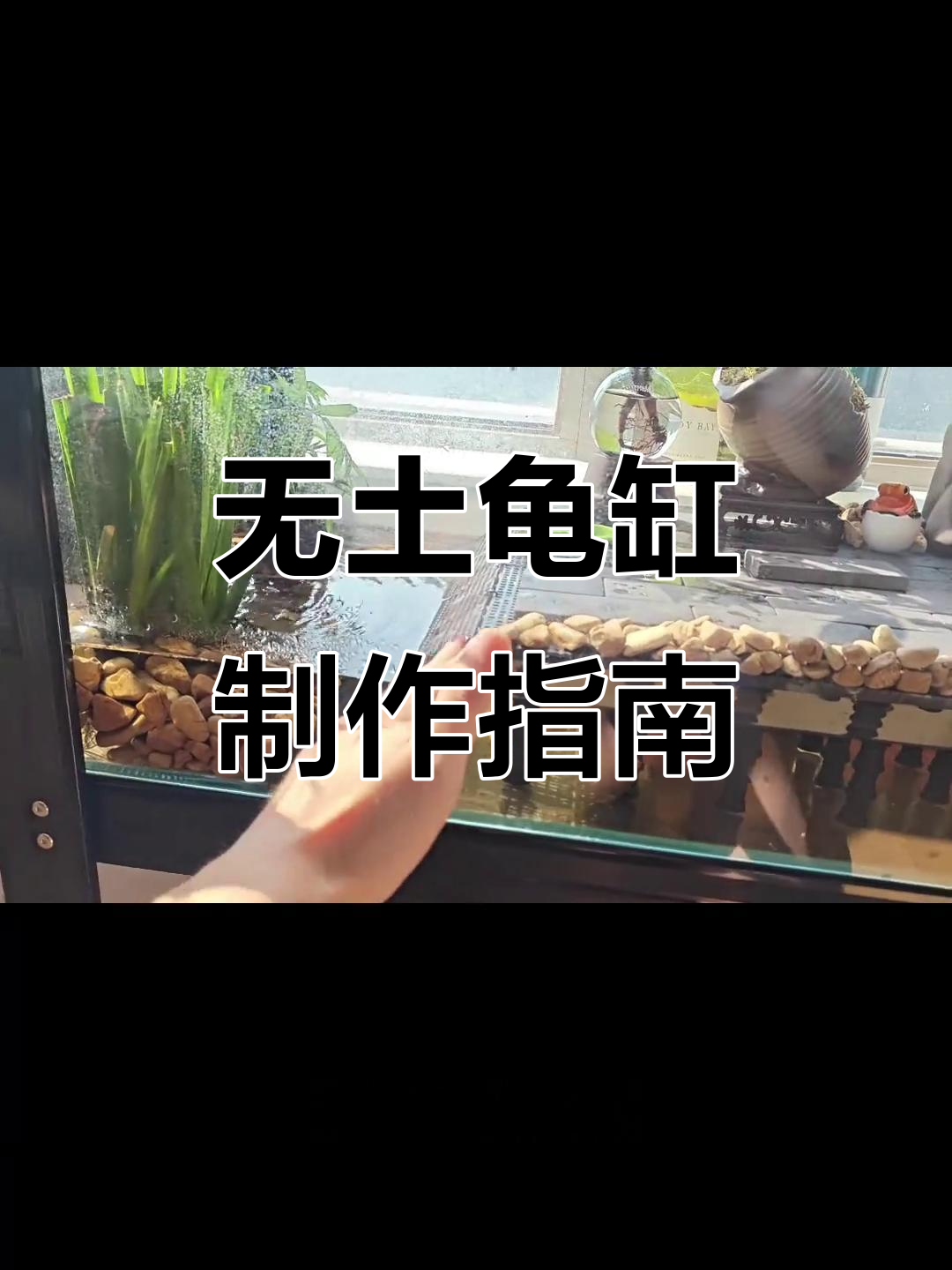 50万网友热看!无土龟缸DIY教程,打造个性化黄缘造景