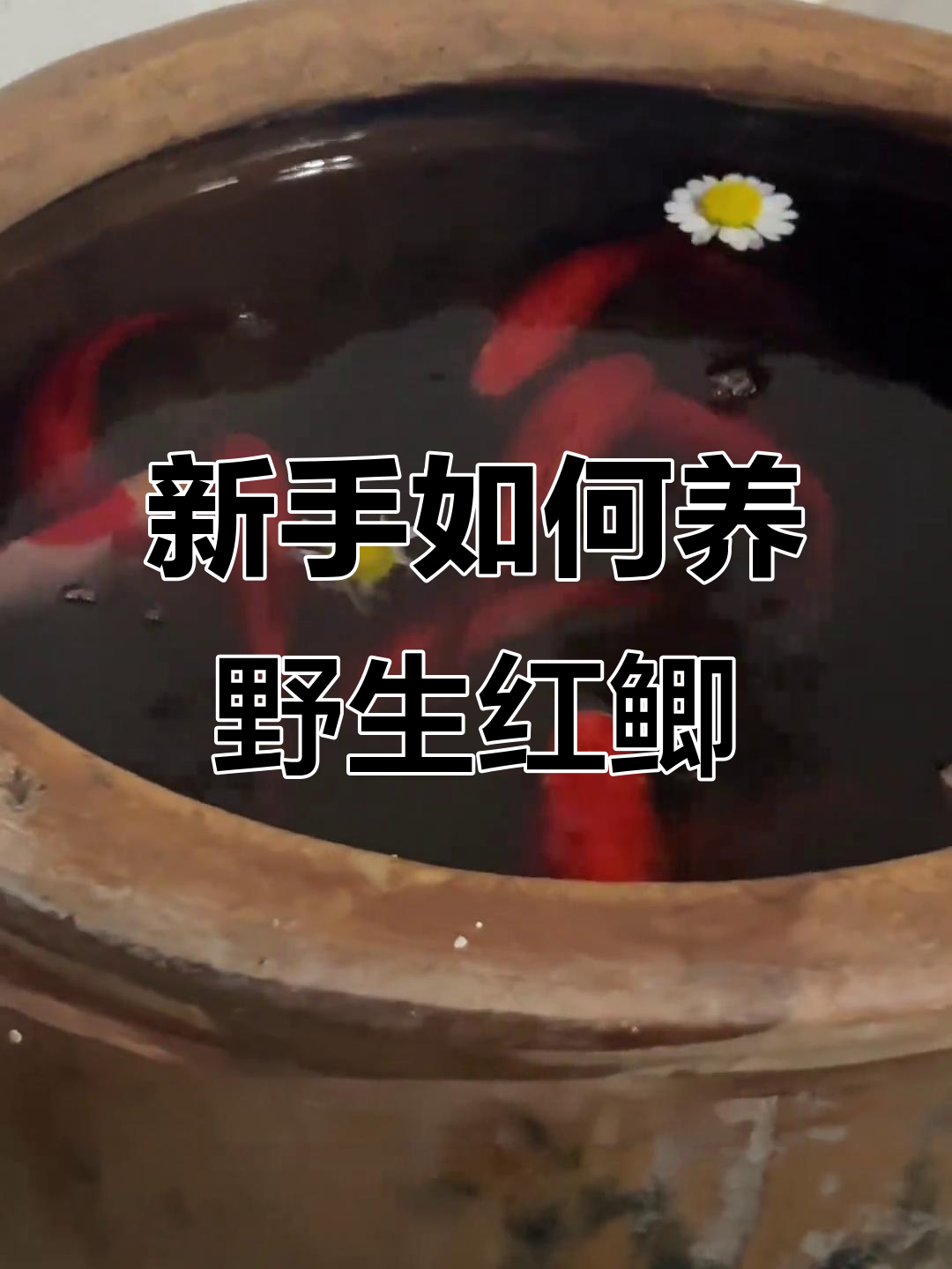 野生红鲫鱼怎么养?新手求助古法养殖技巧