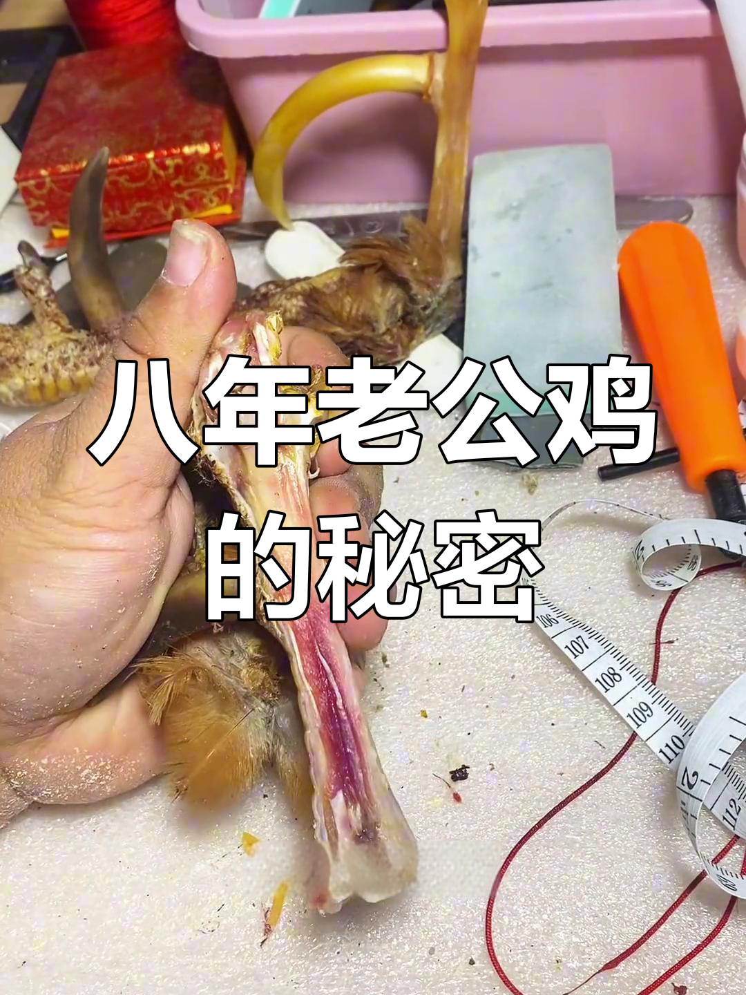 北京老板花八千买六年老公鸡，只为一对犄脚做文玩
