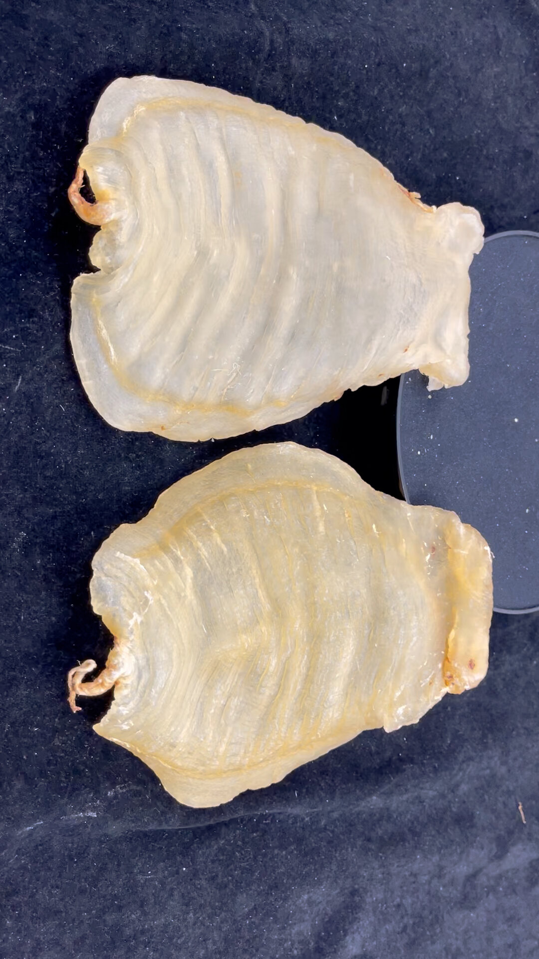 鱼胶变质的鉴别技巧
