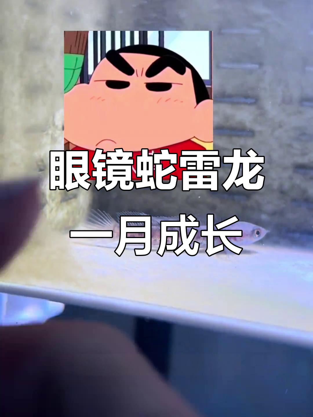 黄金眼镜蛇雷龙苗生长挑战,一个月能长多大?