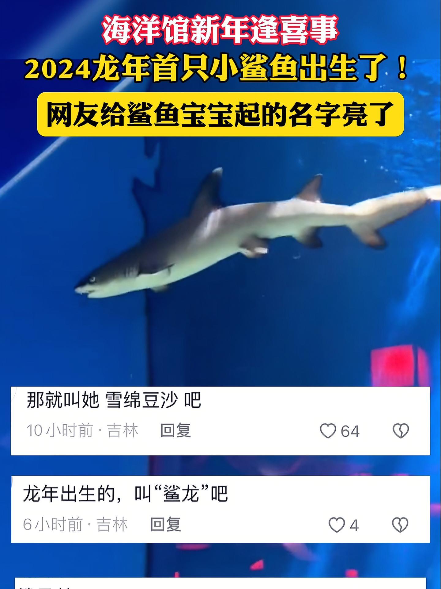 海洋馆新年逢喜事,2024龙年首只小鲨鱼出生了!网友给鲨鱼宝宝起的名字亮了 年年有鱼 鲨鱼