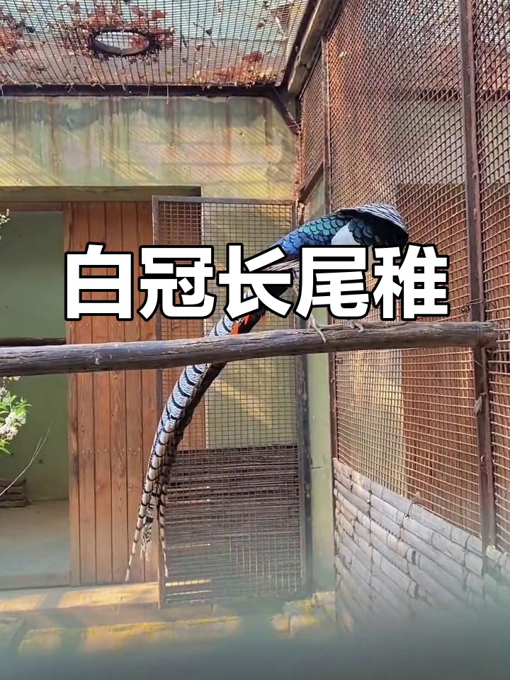 秋季雉鸡,灵动可爱