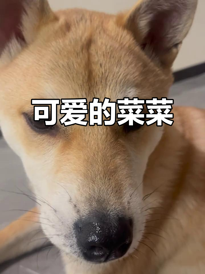 菜菜的尴尬期,依然可爱到不行