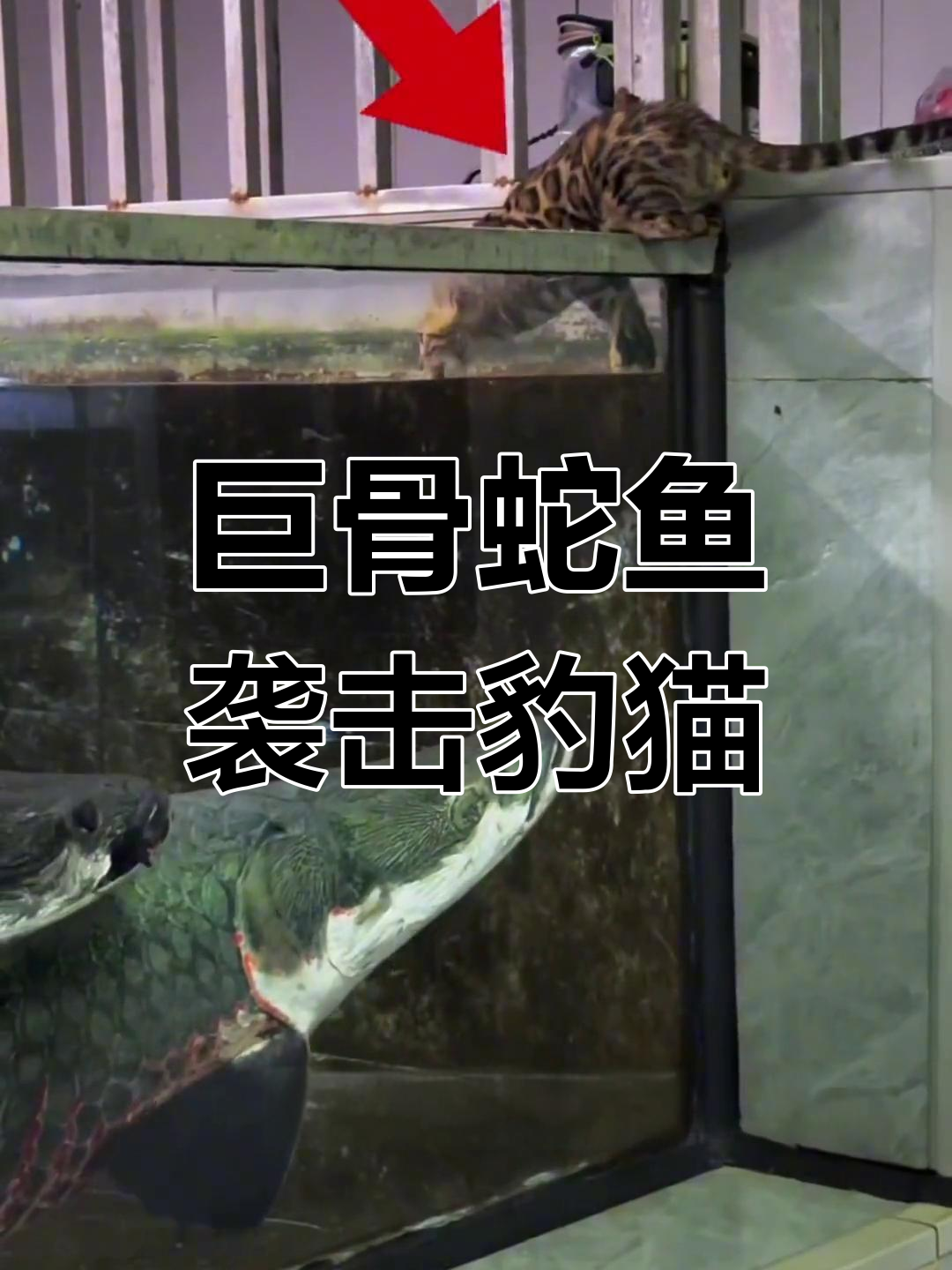 巨骨舌鱼险吞豹猫,生死一瞬惊心动魄