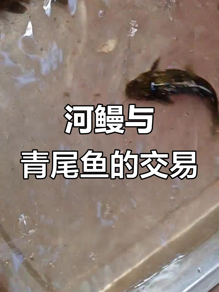 河鳗300元一斤,老板砍价拿下多只青梢鱼鲤鱼