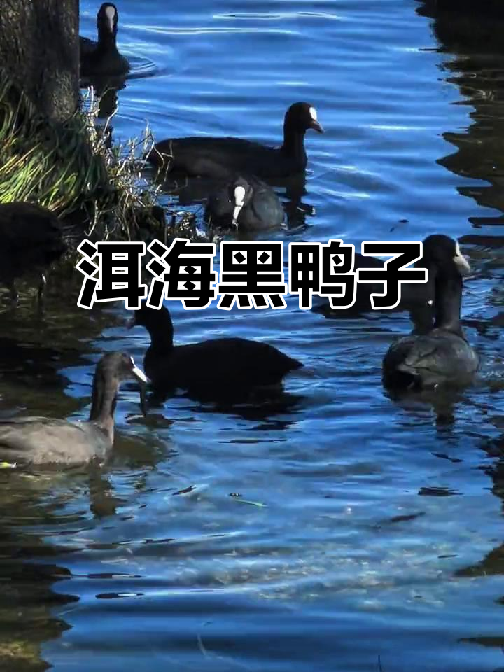 洱海野生黑鸭子,鸭子的祖先现身保护地