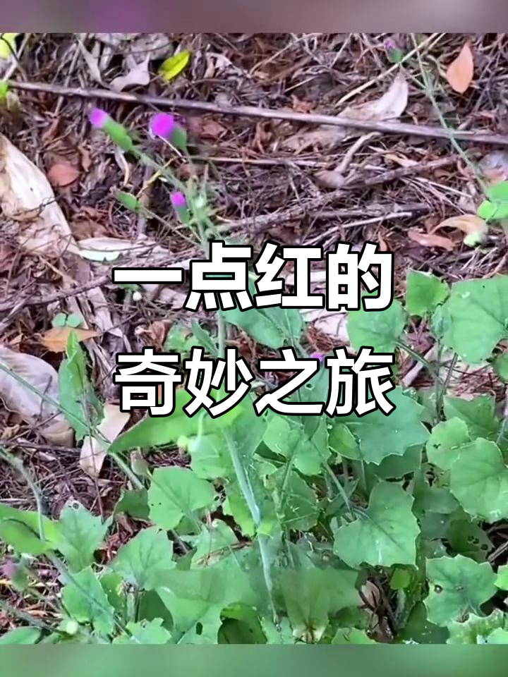 走进一点红,了解这种神奇野菜与药草的秘密