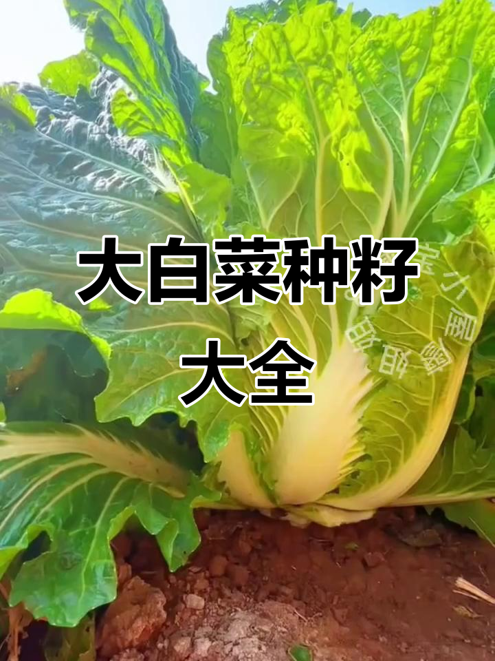 胶州大白菜种子，黄心四季皆宜，夏阳小义品种全