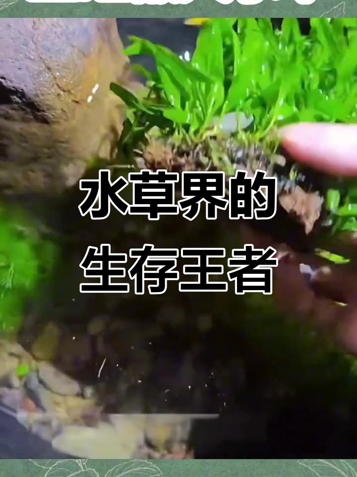 铁皇冠水草,生命力顽强,轻松养护,适合各种鱼缸装饰
