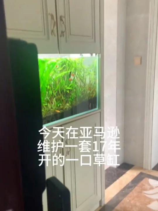 做嵌入式鱼缸 你后悔了吗