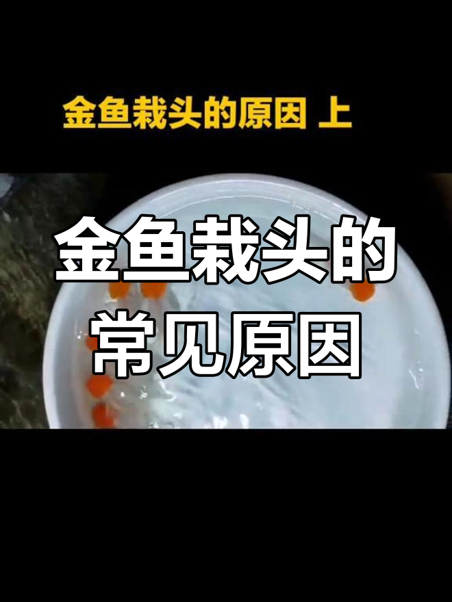 金鱼栽头原因大揭秘:水质、喂食不当还是体型问题?