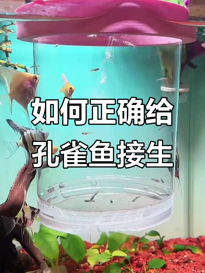 孔雀鱼接生技巧大揭秘,学会这些让小鱼成活率倍增
