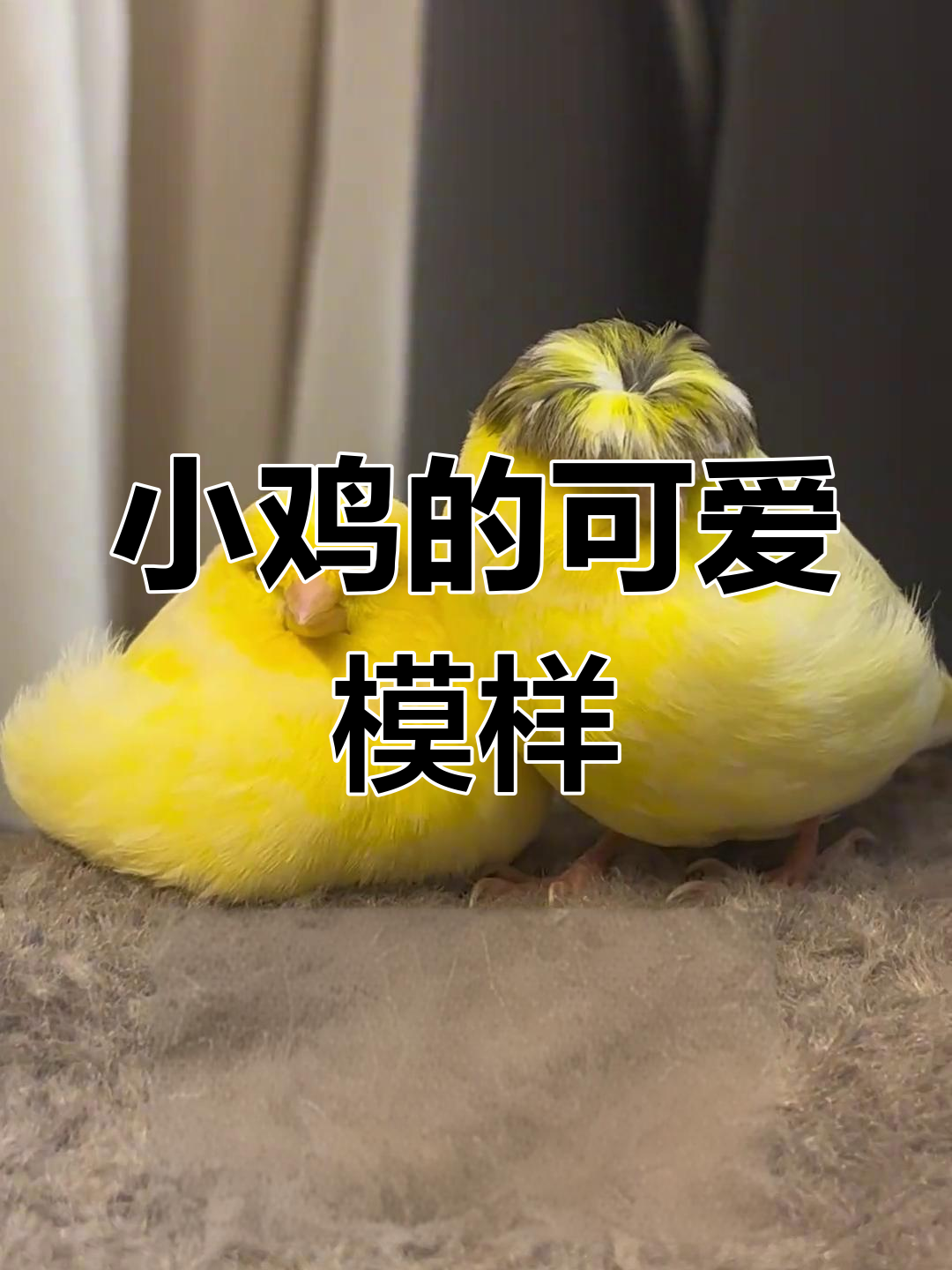 锅盖头小鸡太萌了,黄子帅和黄子美来了!