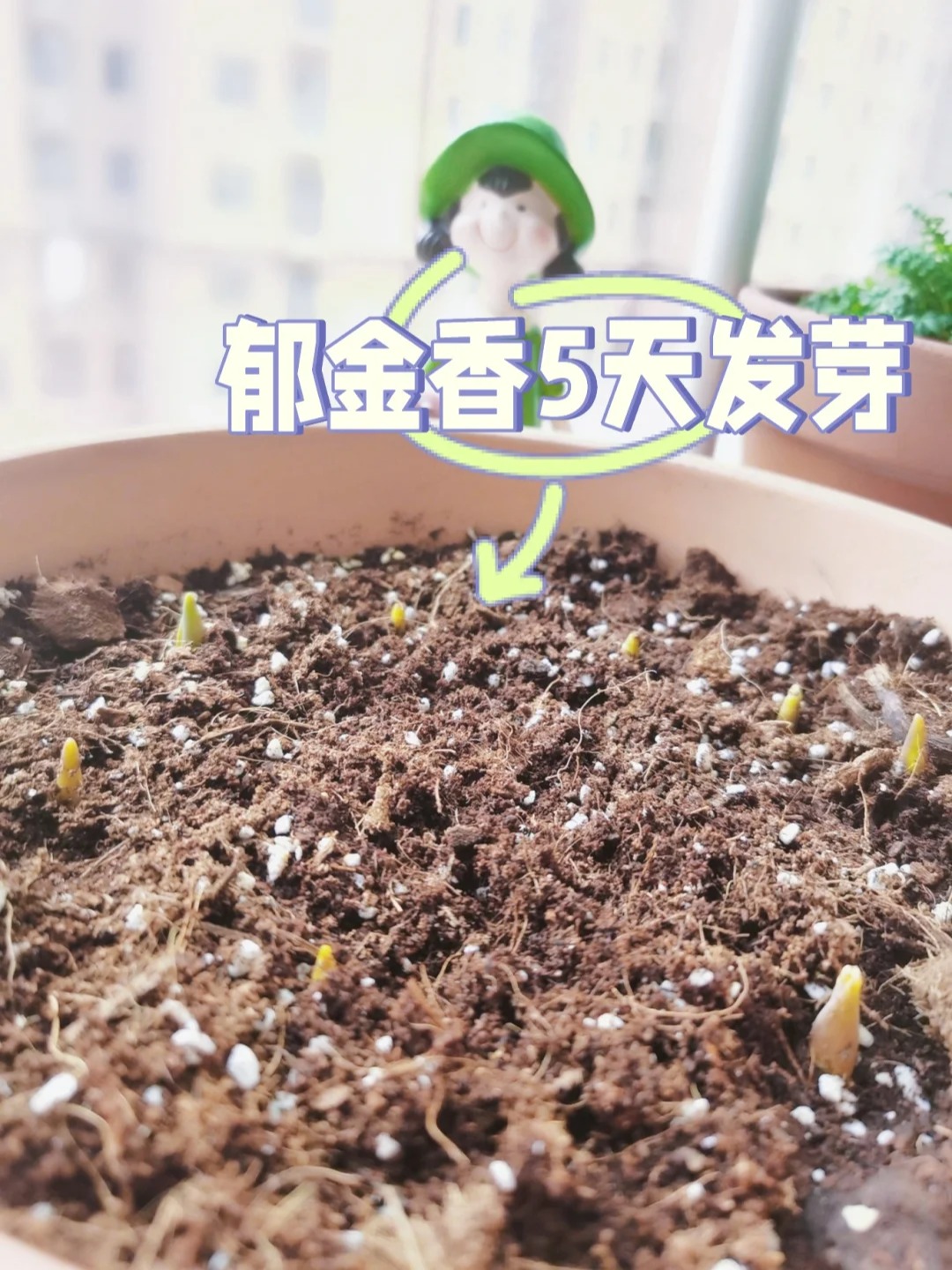 第一次土培郁金香,按这个步骤,5天发芽!