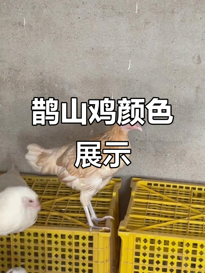 鹊山鸡花色大揭秘,哪种最让你心动?